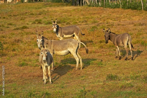 Domestic Donkeys, Los Lianos in Venezuela