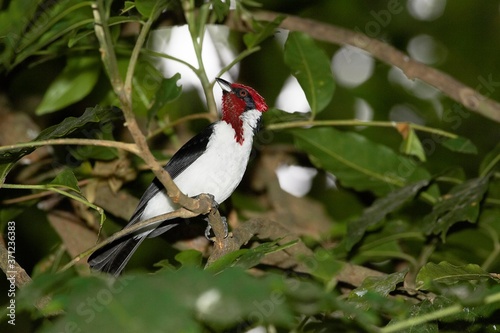 Red-Capped Cardinal, paroaria gularis, Adult standing on Branch, Los Lianos in Venezuela photo