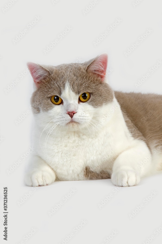 Lilac and White British Shorthair Domestic Cat, Male laying against White Background