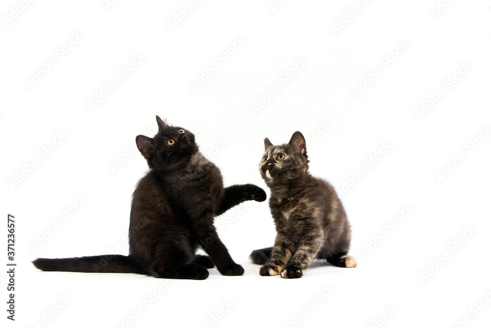 Black British Shorthair and Black Tortoise-shell British Shorthair Domestic Cat, Kittens against White Background