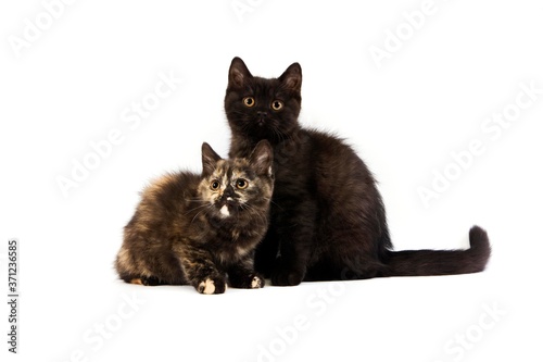 Black British Shorthair and Black Tortoise-shell British Shorthair Domestic Cat, Kittens against White Background