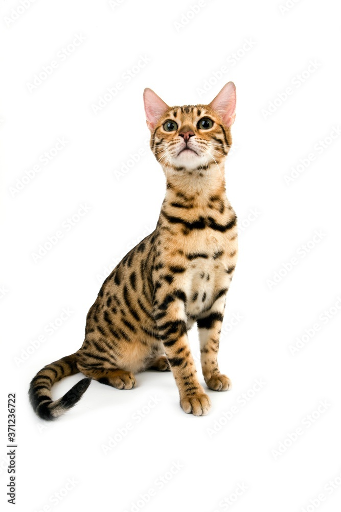 Brown Spotted Tabby Bengal Domestic Cat, Adult sitting against White Background Brown Spotted Tabby Bengal Domestic Cat, Adult sitting against White Background
