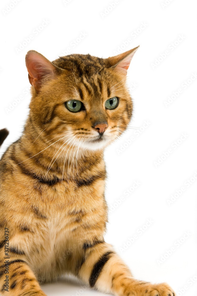 Brown Spotted Tabby Bengal Domestic Cat, Adult laying against White Background