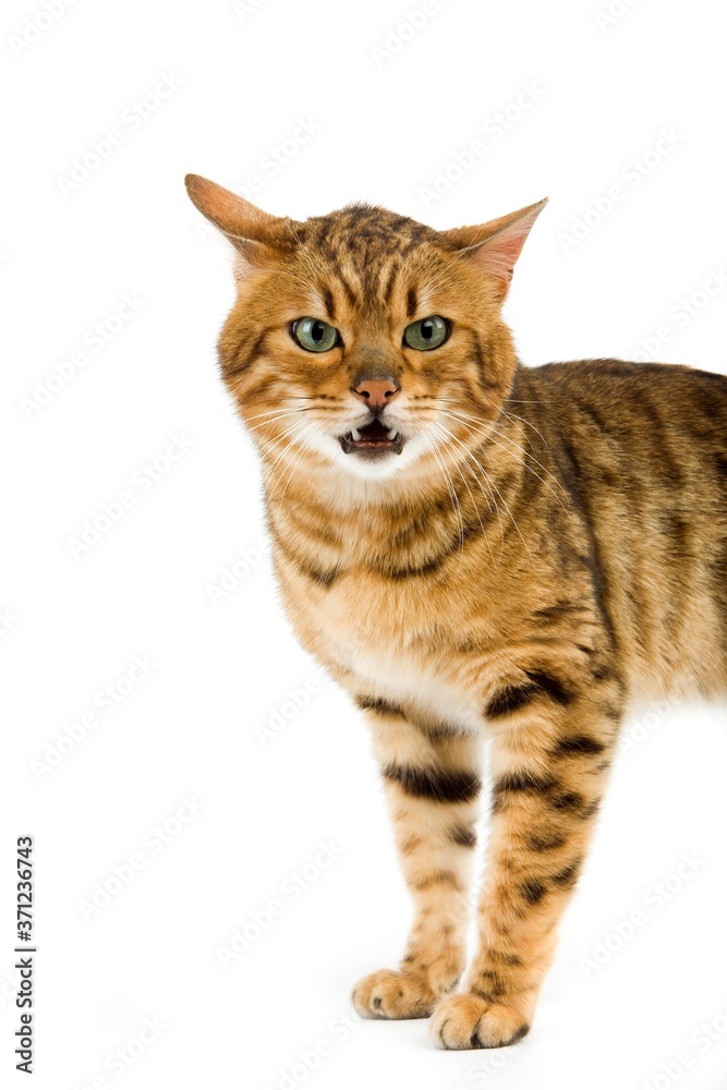 Brown Spotted Tabby Bengal Domestic Cat, Adult against White Background