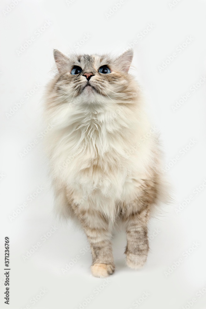 Seal Tabby Point and White Siberian Domestic Cat, Female against White Background