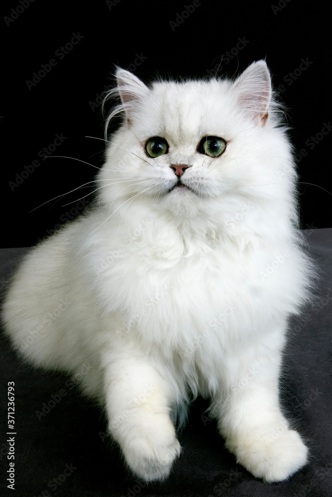 Chinchilla Persian Domestic Cat with Green Eyes, Adult against Black Background