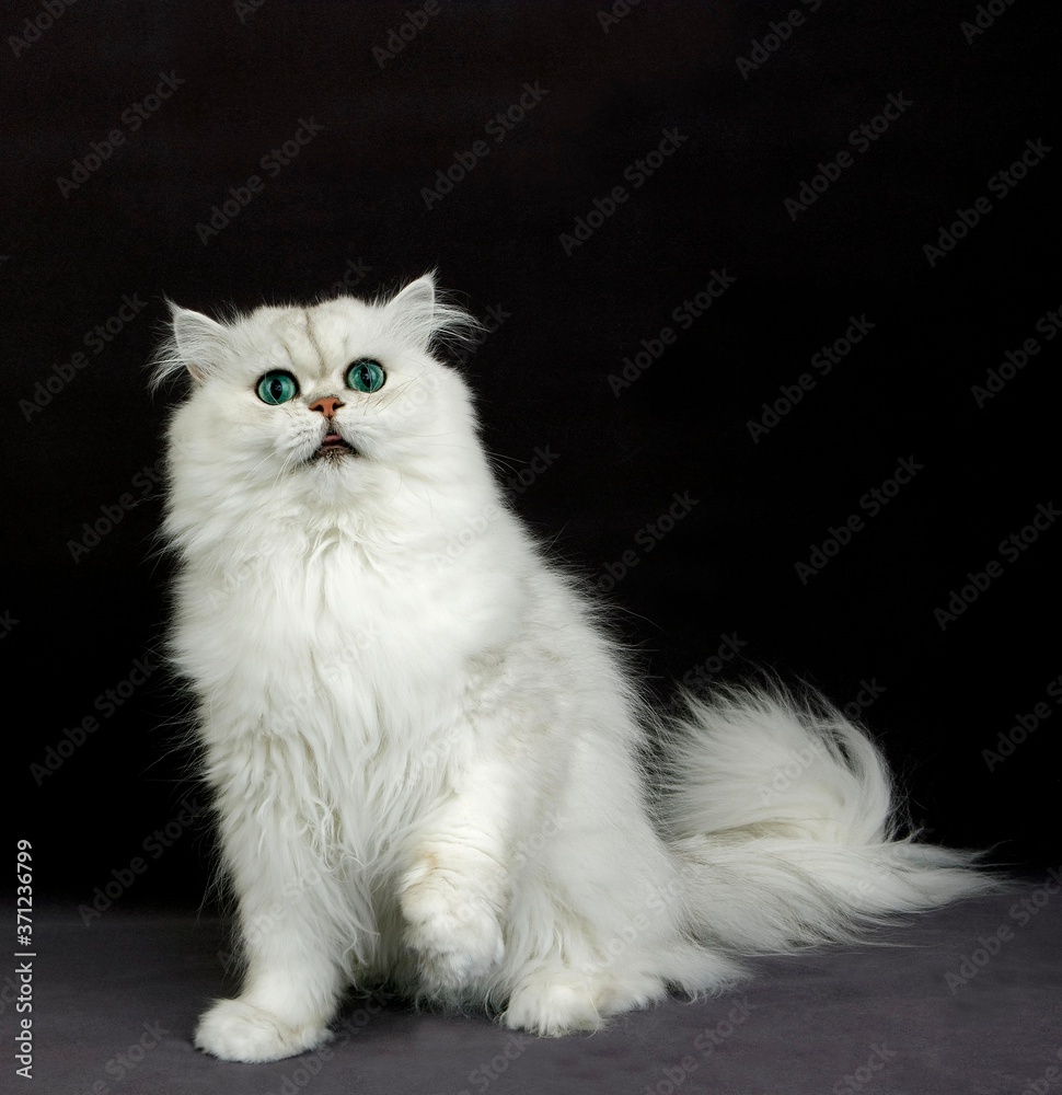 Chinchilla Persian Domestic Cat with Green Eyes, Adult sitting against Black Background