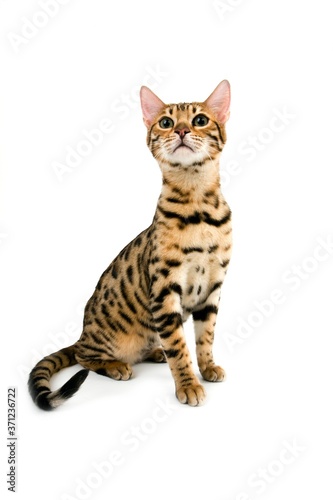 Brown Spotted Tabby Bengal Domestic Cat, Adult sitting against White Background © slowmotiongli