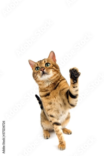 Brown Spotted Tabby Bengal Domestic Cat, Adult playing against White Background