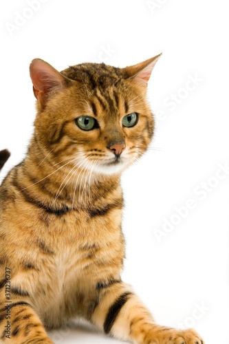 Brown Spotted Tabby Bengal Domestic Cat, Adult laying against White Background