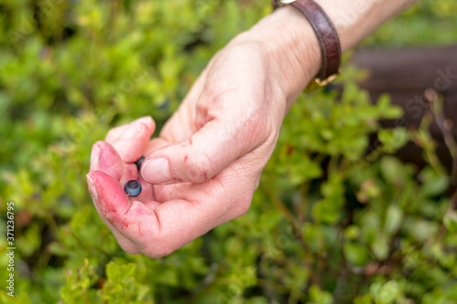 blueberry picking - young woman is picking blueberries - view of the hand © Roman