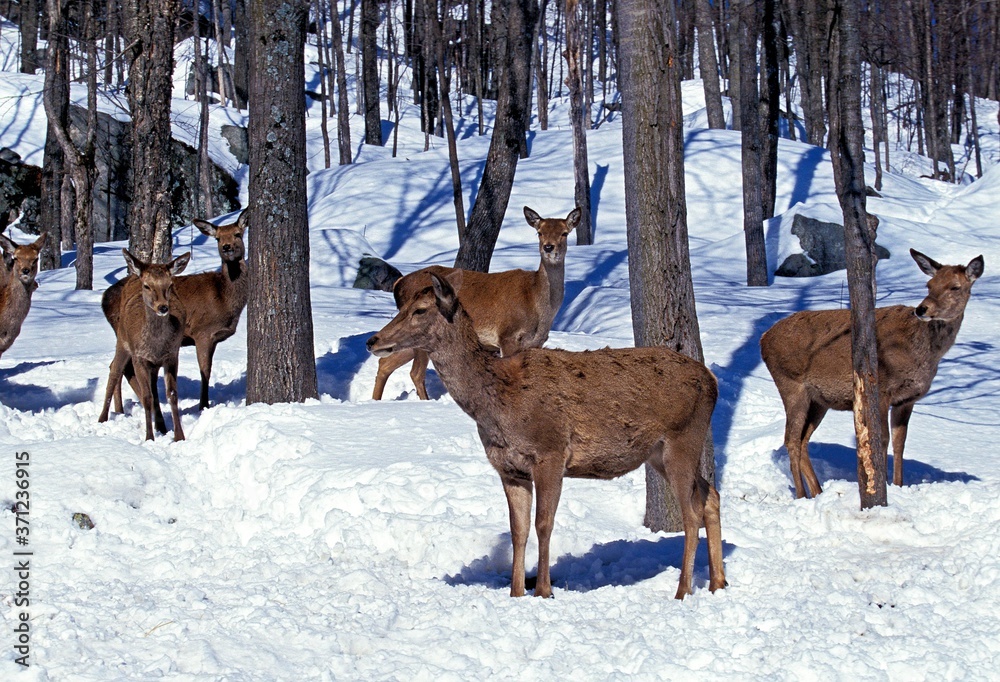 Rocky Mountain Elk or Rocky Mountain Wapiti, cervus canadensis nelsoni, Yellowstone Park in Wyoming Rocky Mountain Elk or Rocky Mountain Wapiti, cervus canadensis nelsoni, Yellowstone Park in Wyoming