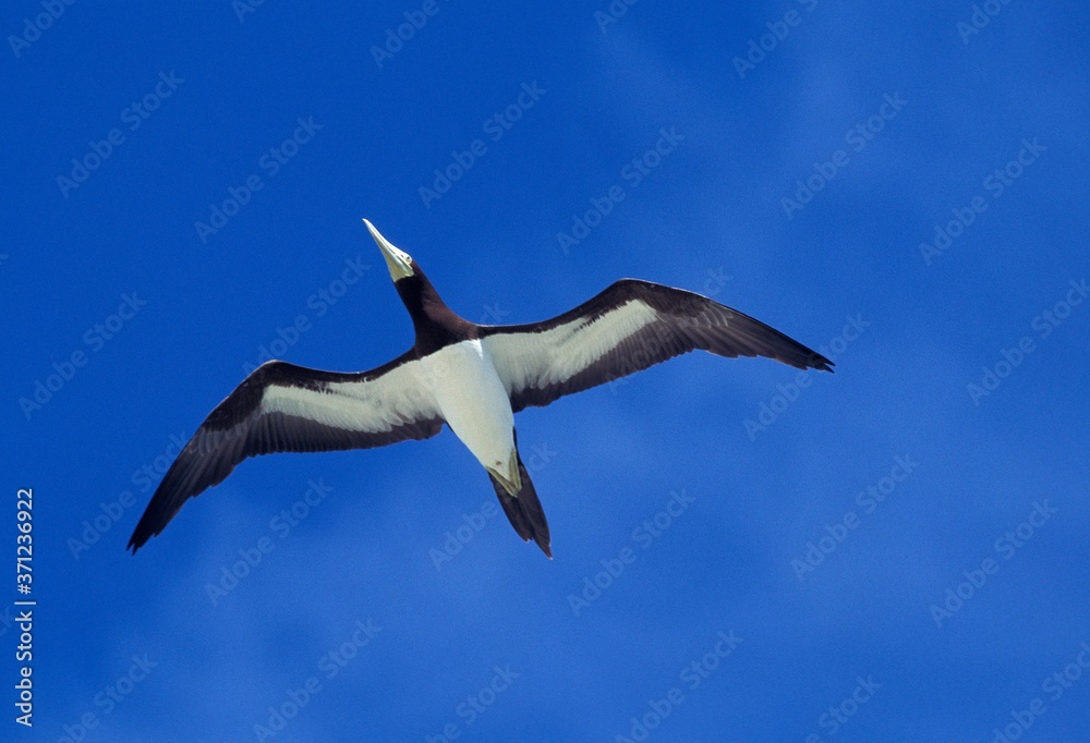 Fototapeta premium Brown Booby, sula leucogaster, Adult in Flight against Blue Sky, Australia