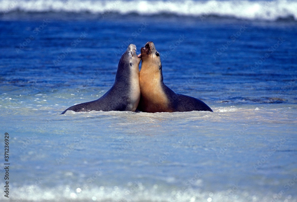 Fototapeta premium Australian Sea Lion, neophoca cinere, Adults playing in Ocean, Australia