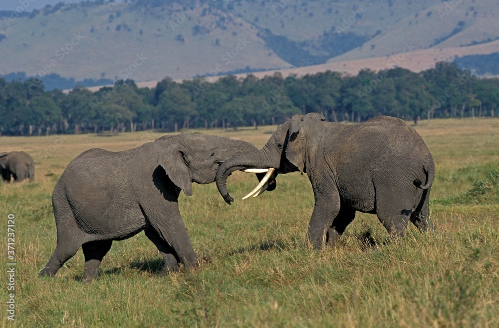 Fototapeta premium African Elephant, loxodonta africana, Masai Mara Park in Kenya