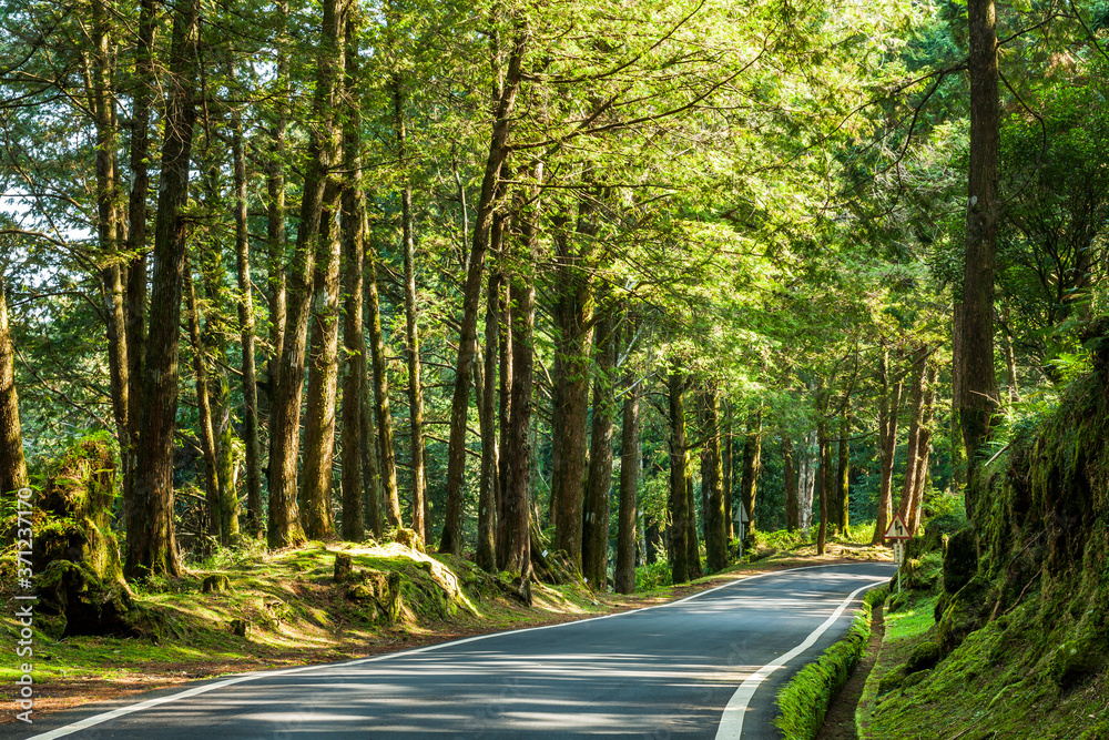 Obraz premium The asphalt road through in forest, Alishan Forest Recreation Area in Chiayi, Taiwan.