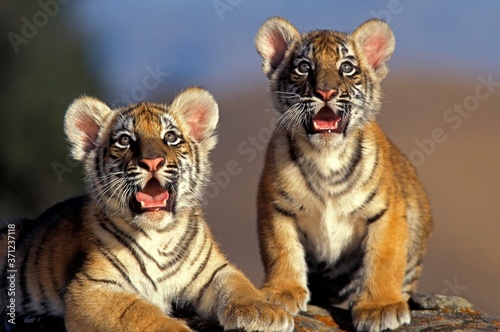 Fototapeta Bengal Tiger, panthera tigris tigris, Cub