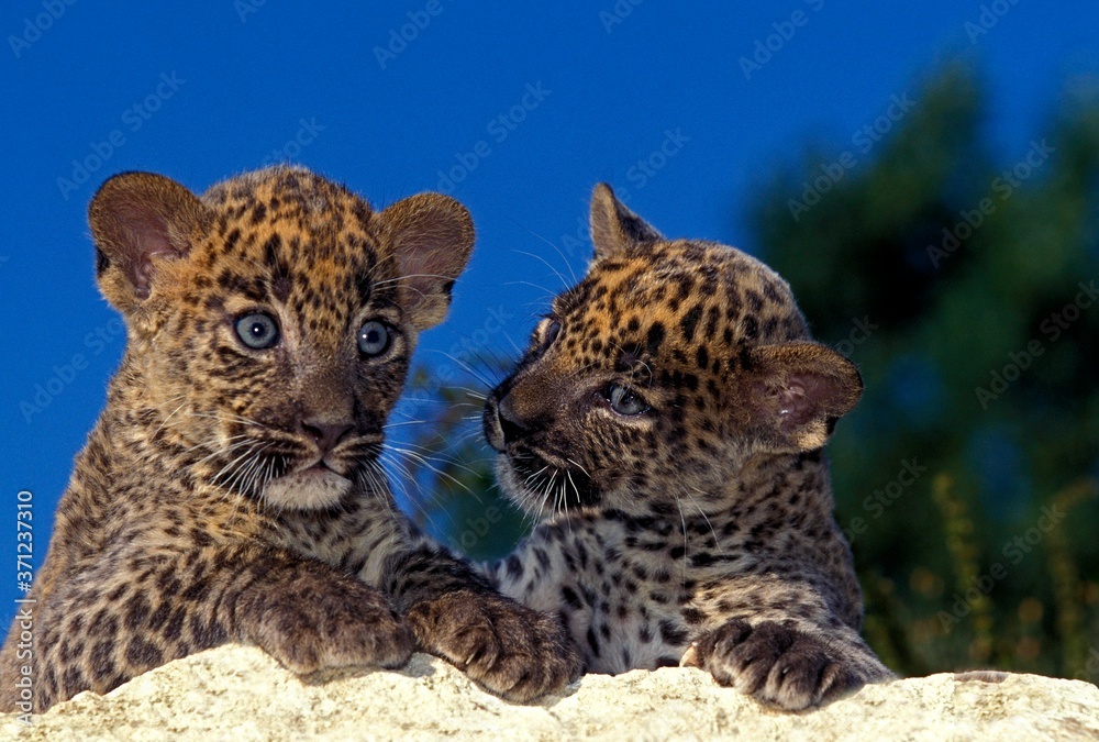Fototapeta premium Leopard, panthera pardus, cub standing on Rock