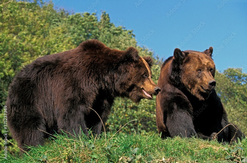 Brown Bear, ursus arctos, Adults