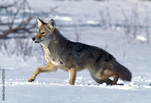 Coyote, canis latrans, Adult standing in Snow, Montana