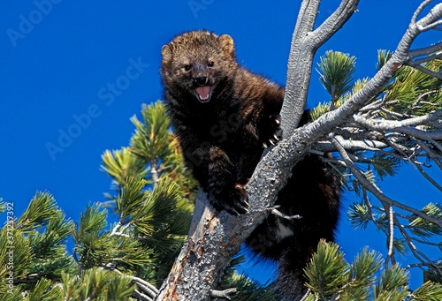 Принти на полотні Fisher, martes pennanti, Adult with Open Mouth, standing on Branch, in Defensive