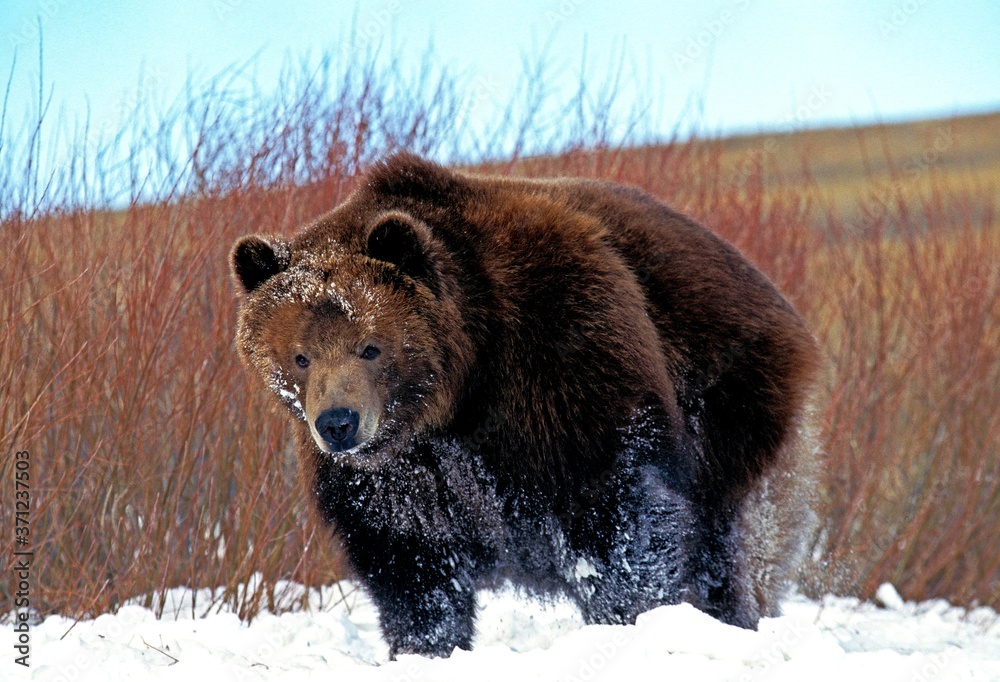 Kodiak Brown Bear (Ursus arctos middendorffi)