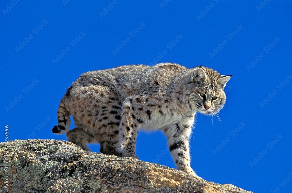 Fototapeta premium Bobcat, lynx rufus, Adult standing on Rocks, Canada