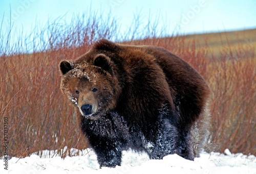 Schilderij op canvas Kodiak Bear, ursus arctos middendorffi, Adult standing on Snow, Alaska