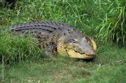 Australian Saltwater Crocodile or Estuarine Crocodile, crocodylus porosus, Australia