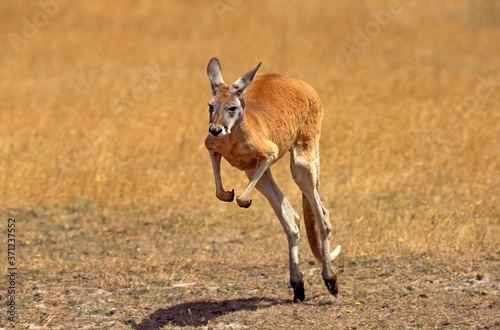 Red Kangaroo, macropus rufus, Adult running, Australia