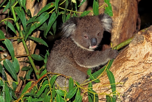 Koala, phascolarctos cinereus, Adult standing in Tree, Australia