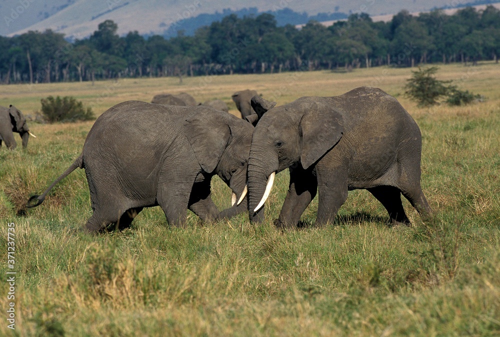 African Elephant, loxodonta africana, Masai Mara Park in Kenya