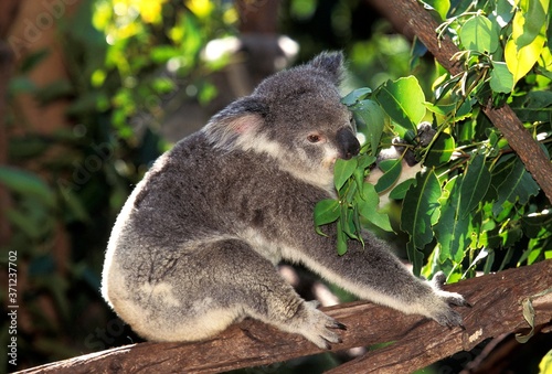 Fototapeta Naklejka Na Ścianę i Meble -  Koala, phascolarctos cinereus, Adult standing in Tree, Australia