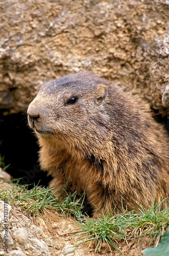 Alpine Marmot  marmota marmota  Adult standing at Den Entrance  Alps in South East of France