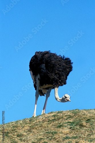 Ostrich, struthio camelus, Male, Kenya