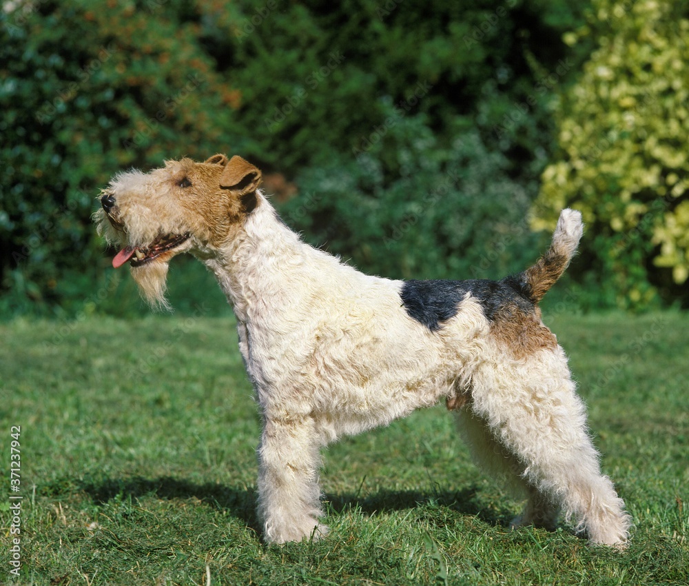Wire-Haired Fox Terrier, Male standing on Lawn Wire-Haired Fox Terrier, Male standing on Lawn