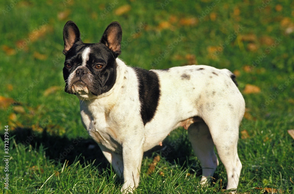 French Bulldog, Female standing on Grass