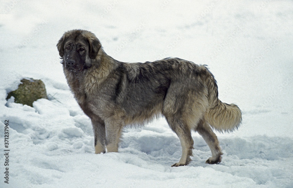 Naklejka premium Yygoslavian Shepherd Dog or Sarplaninac, Dog standing in Snow