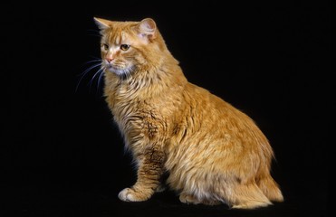 Cymric Domestic Cat sitting against Black Background