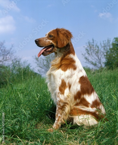 Brittany Spaniel, Dog sitting on Grass © slowmotiongli
