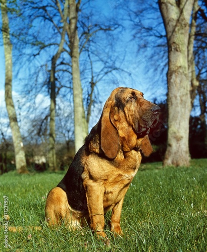 Bloodhound or Saint Hubert Hound sitting on Grass