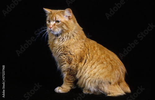Fotografie Cymric Domestic Cat sitting against Black Background