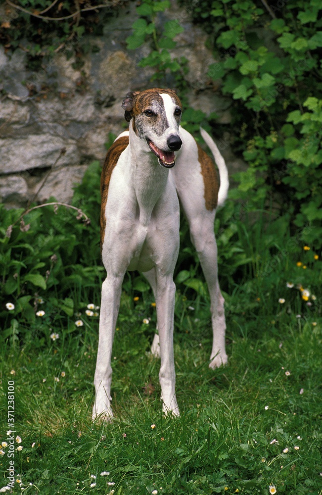Greyhound, Adult standing on Grass