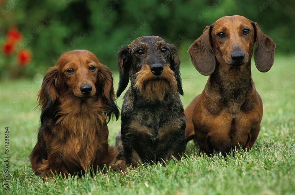 Wire-Haired and Smoot-Haired and Long-Haired Dachshund standing on Lawn