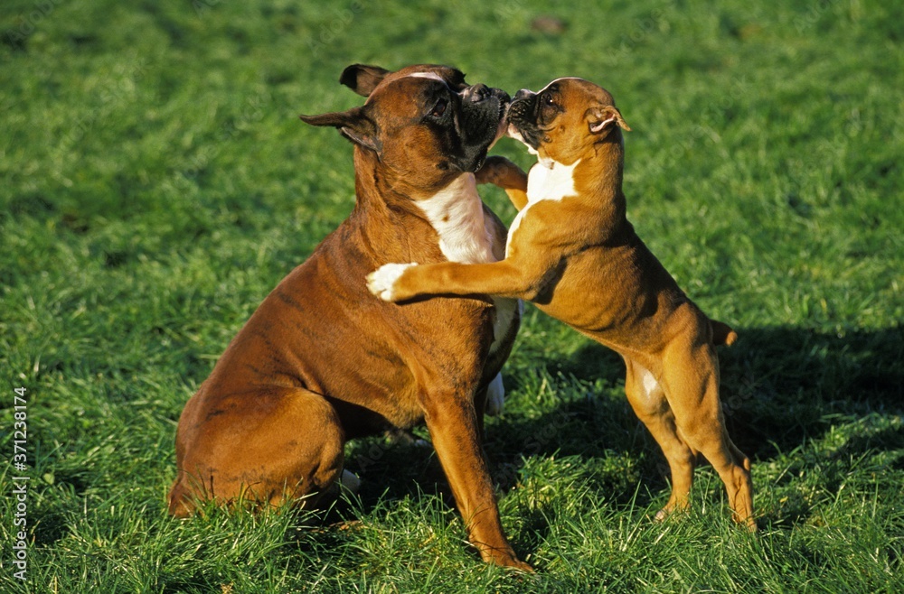 Boxer Dog, (Old Standard Breed with Cut Ears), Mother playing with Pup