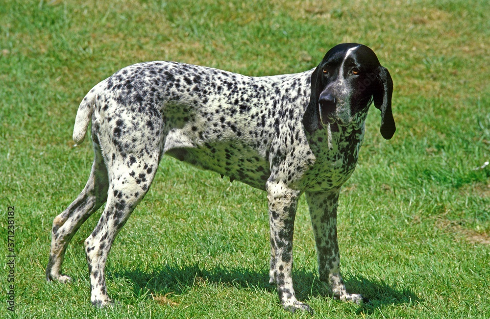 Blue Auvergne Pointing Dog, Adult standing on Lawn