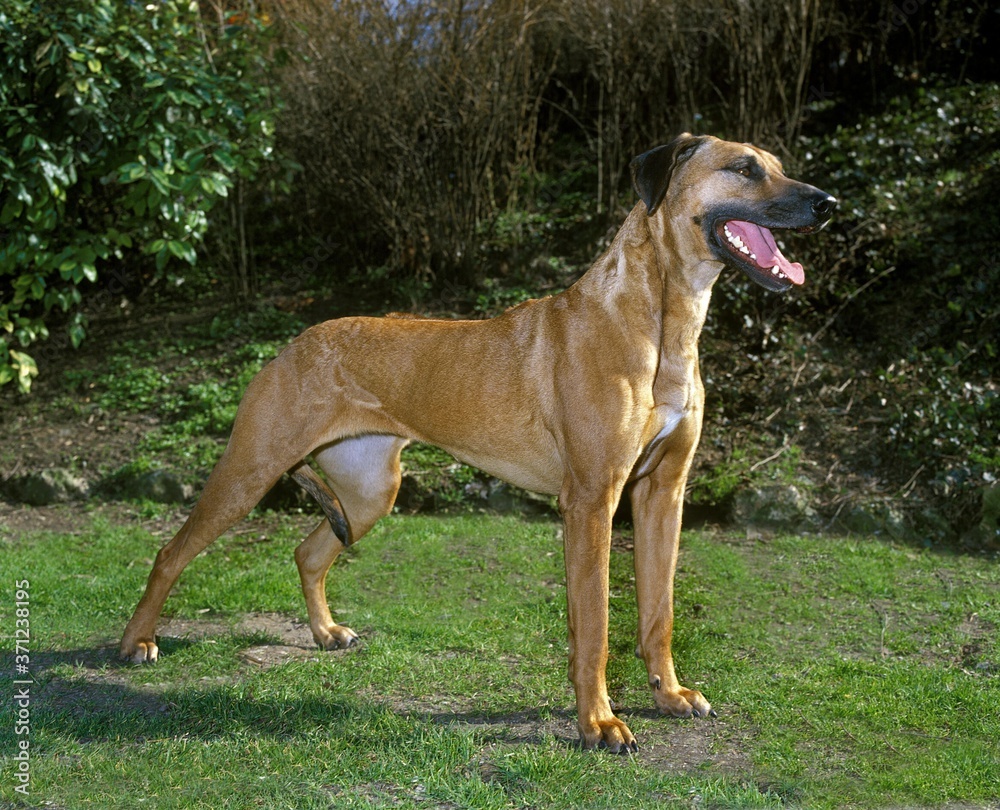 Rhodesian Ridgeback Dog standing on Grass Rhodesian Ridgeback Dog standing on Grass