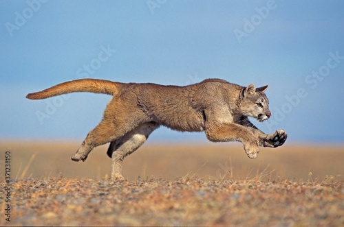 Cougar, puma concolor, Adult running, Montana