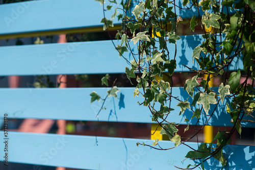 flower leaves on the background of the fence