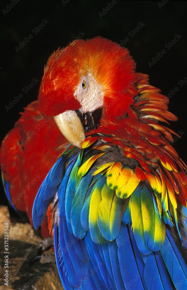 Fototapeta premium Scarlet Macaw, ara macao, Adult Preening against Black Background